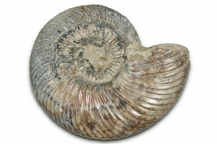 Iridescent, Pyritized Ammonite (Quenstedticeras) Fossil - Russia #336211